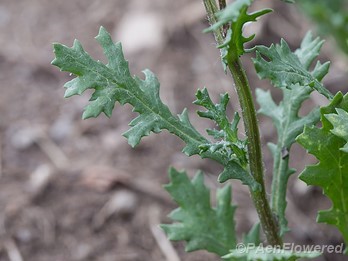 Leaf